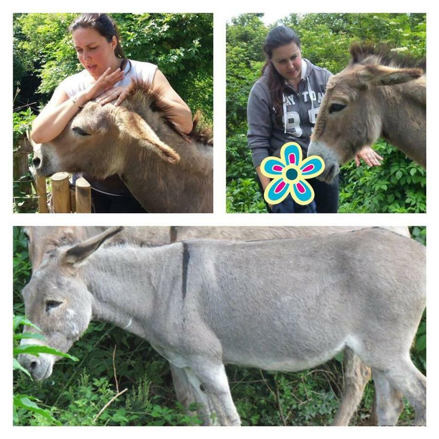 הוילה מלה Agriturismo Grilla מראה חיצוני תמונה